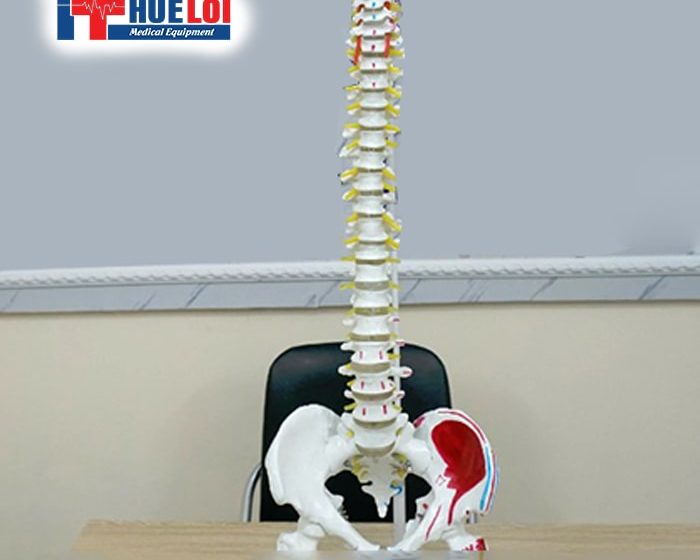 Mô hình xương cột sống 83cm