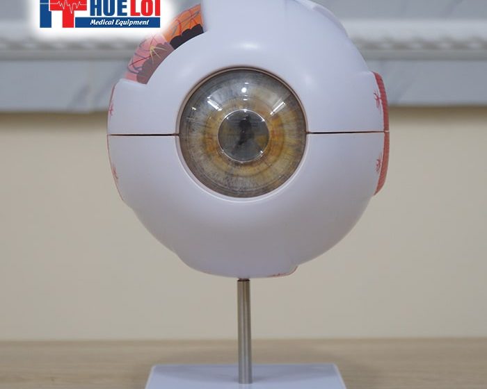 MÔ HÌNH CẤU TẠO MẮT
