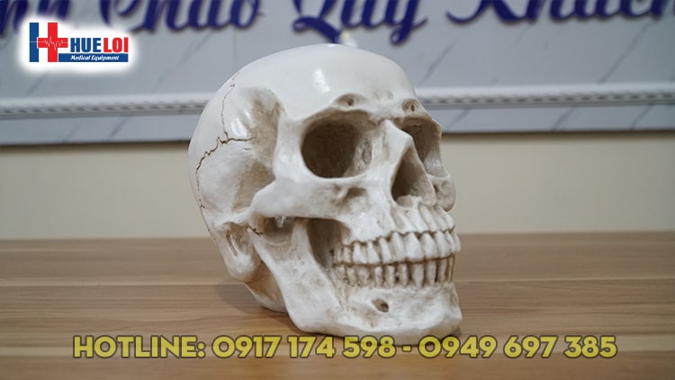 Mô hình xương sọ