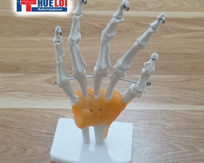 Mô hình giải phẫu xương bàn tay