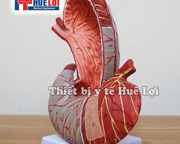 Mô hình giải phẫu dạ dày