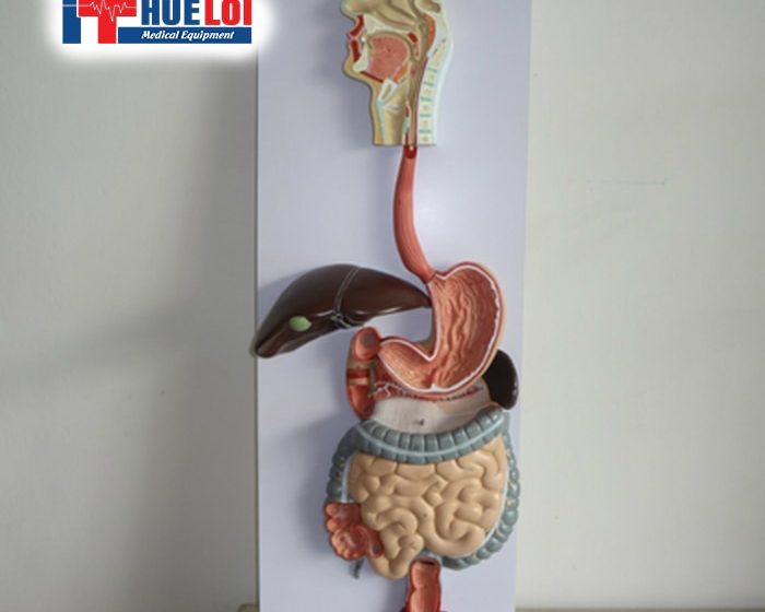 Mô hình giải phẫu hệ tiêu hóa