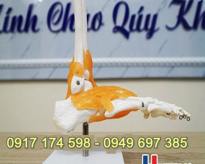 Mô hình giải phẫu xương bàn chân