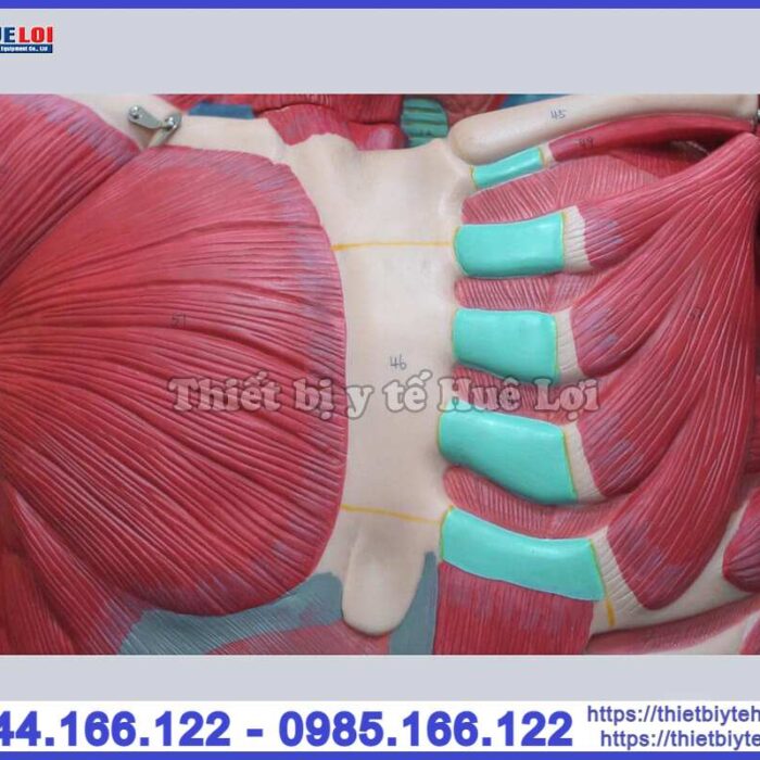 Mô hình hệ cơ và nội tạng toàn cơ thể 170cm