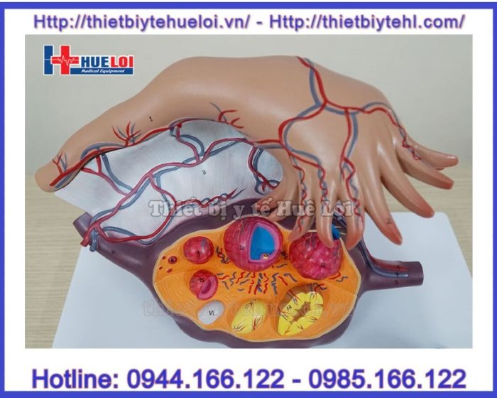 Mô hình các giai đoạn phát triển của nang trứng