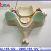 Mô hình tủy sống cắt ngang