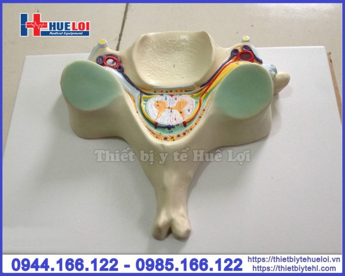 Mô hình tủy sống cắt ngang