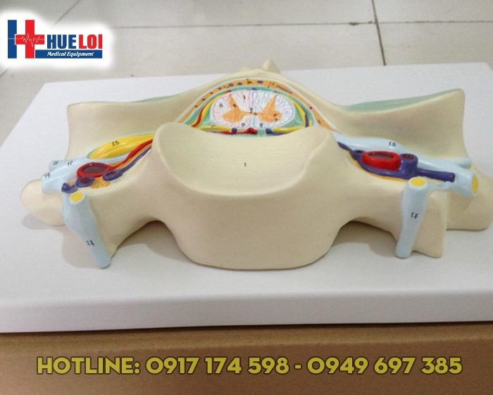 Mô hình tủy sống cắt ngang