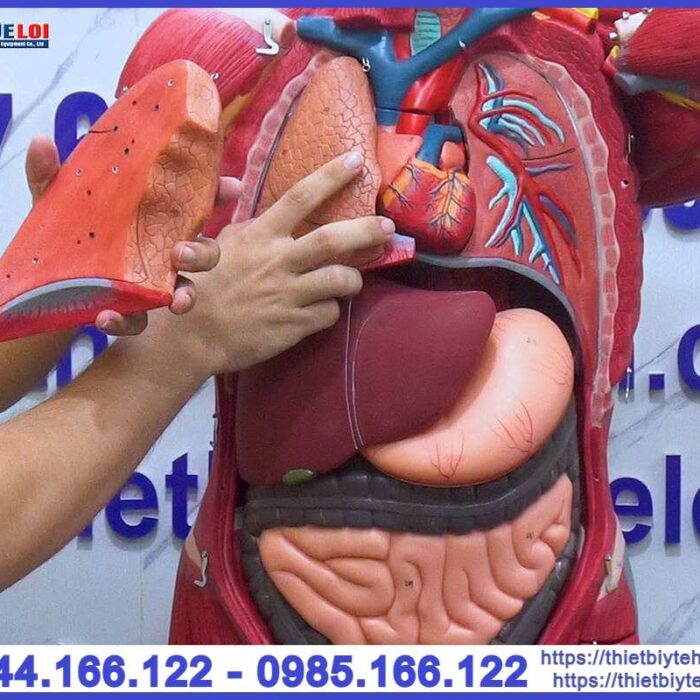 Mô hình hệ cơ và nội tạng toàn cơ thể 170cm