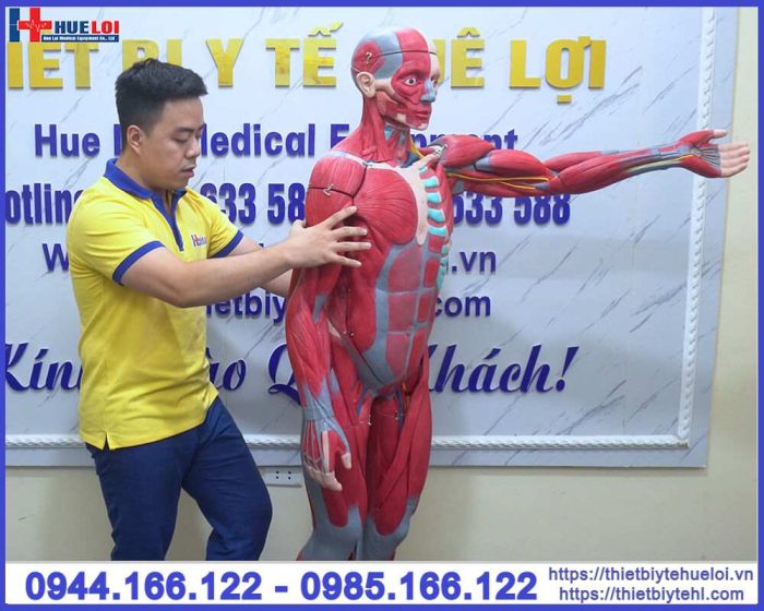 Mô hình hệ cơ và nội tạng toàn cơ thể 170cm