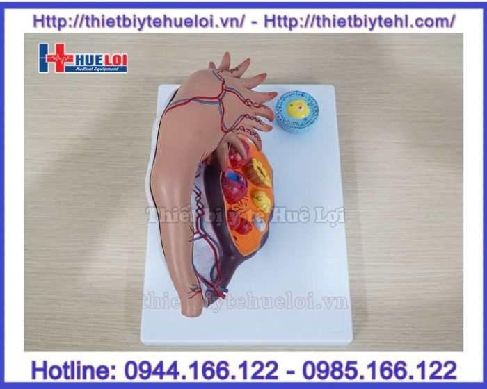 Mô hình các giai đoạn phát triển của nang trứng