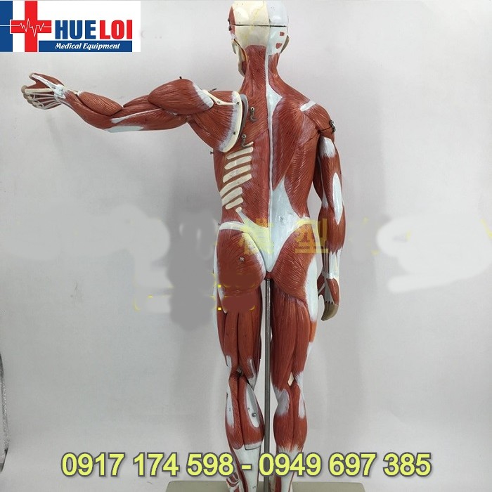 Mô hình hệ cơ và nội tạng toàn cơ thể 170cm
