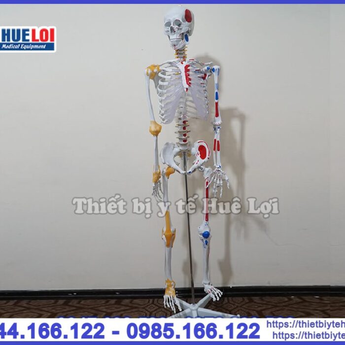 Mô hình xương người 170cm có nguyên ủy bám tận