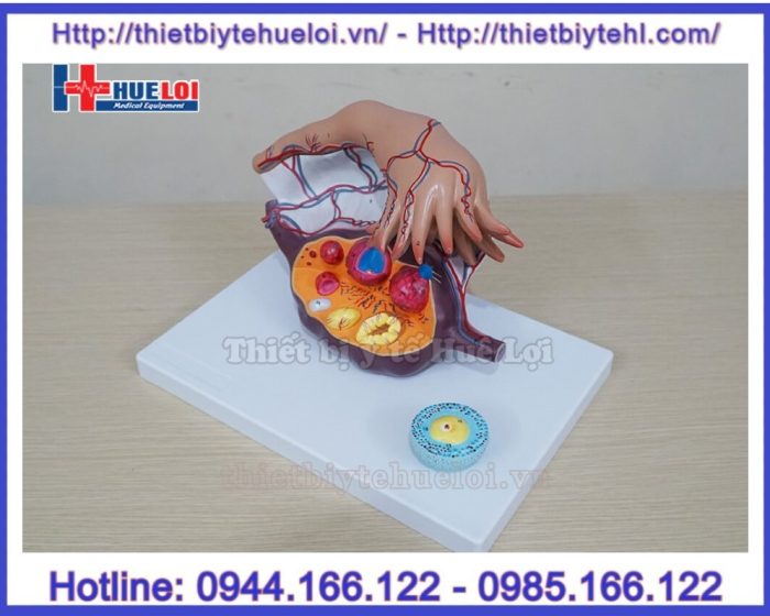 Mô hình các giai đoạn phát triển của nang trứng