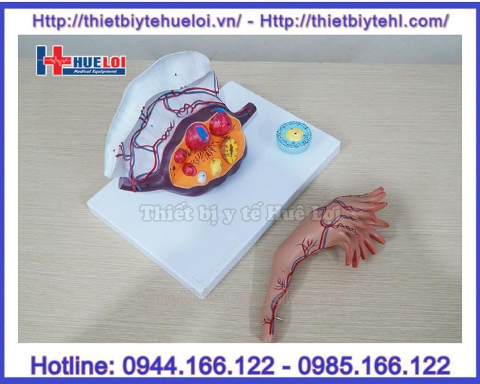 Mô hình các giai đoạn phát triển của nang trứng