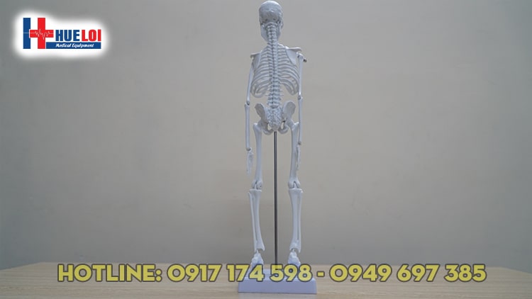 Mô hình tổng quan xương cơ thể người 45cm