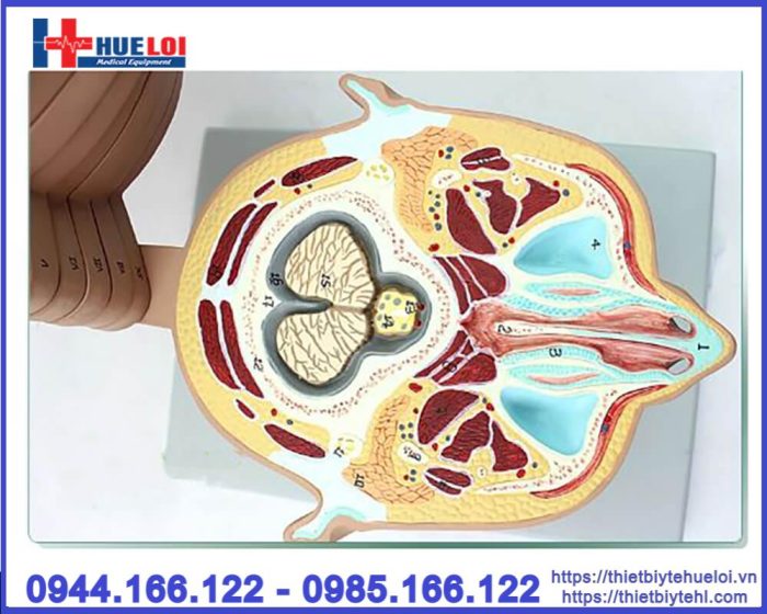 Mô hình đầu mặt cổ cắt ngang nhiều lát