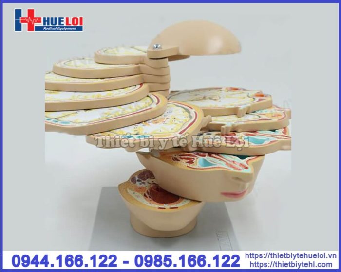 Mô hình đầu mặt cổ cắt ngang nhiều lát