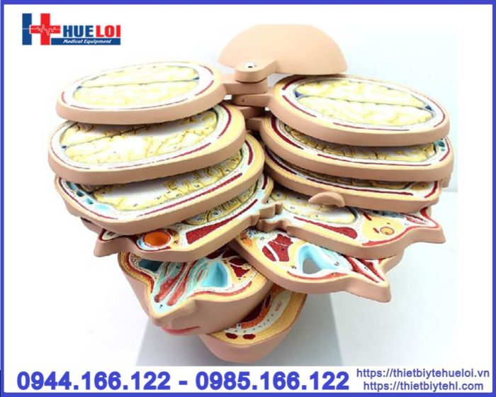 Mô hình đầu mặt cổ cắt ngang nhiều lát