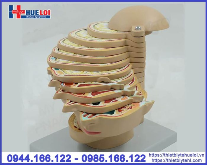 Mô hình đầu mặt cổ cắt ngang nhiều lát