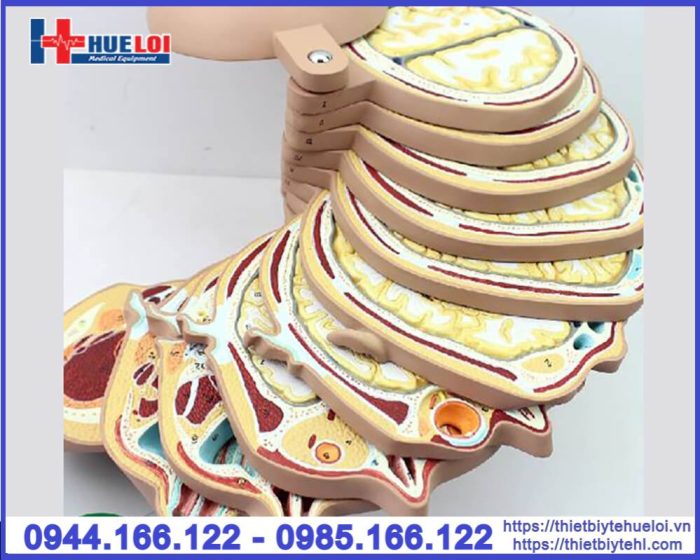 Mô hình đầu mặt cổ cắt ngang nhiều lát