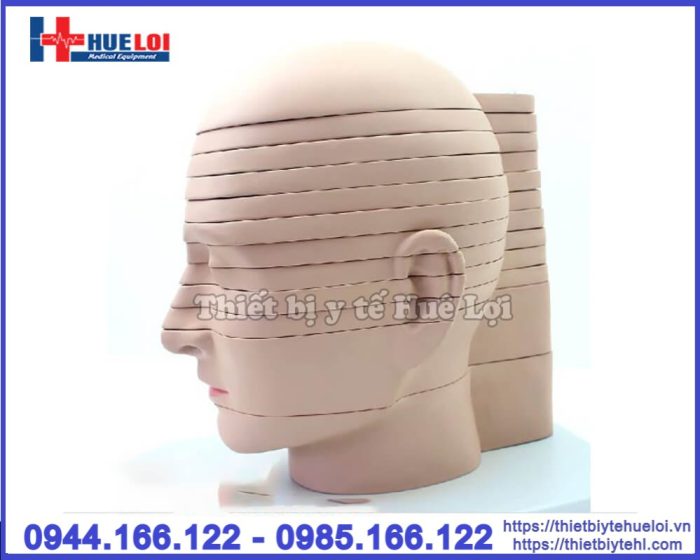 Mô hình đầu mặt cổ cắt ngang nhiều lát