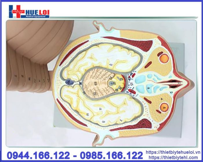 Mô hình đầu mặt cổ cắt ngang nhiều lát