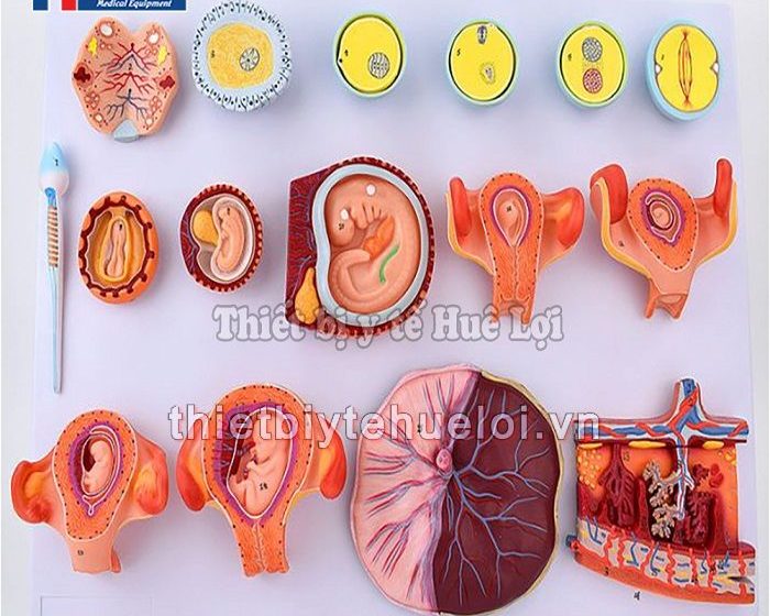Mô hình sự phát triển của phôi thai