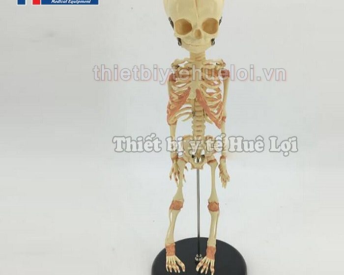 Mô hình hệ xương trẻ em