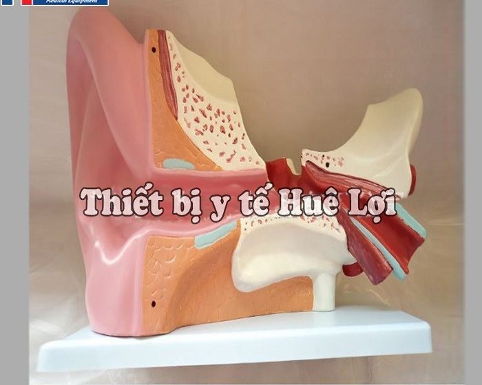 Mô hình tai người 3D