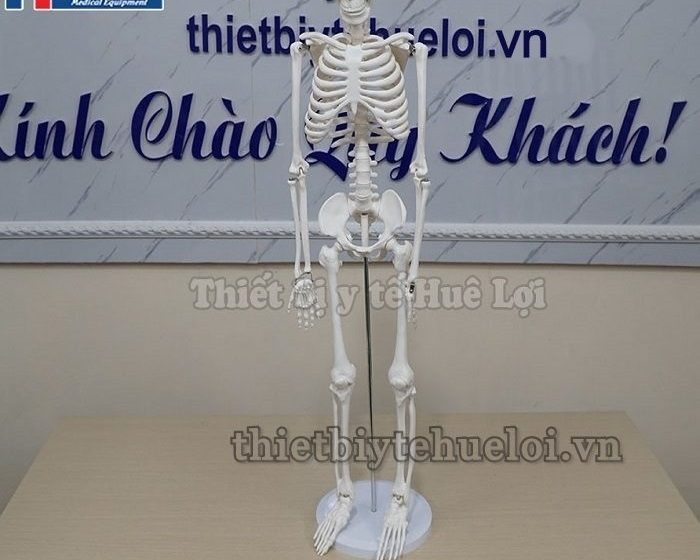 Mô hình giải phẫu hệ xương người 85cm