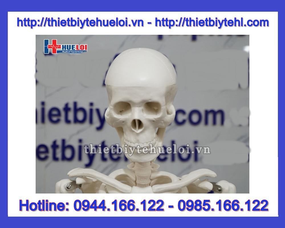 Mô hình hệ xương người 85cm