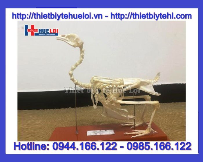 Mô hình giải phẫu bộ xương gà
