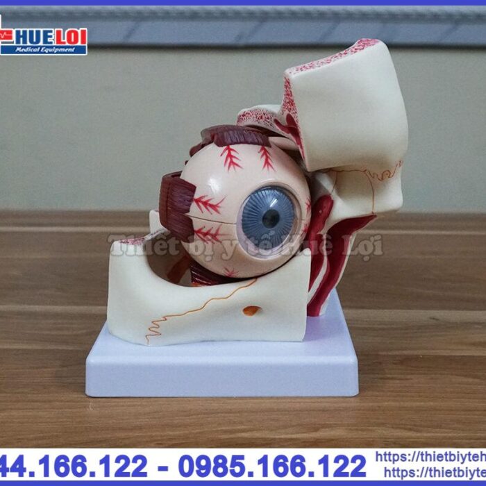 Mô hình giải phẫu mắt người