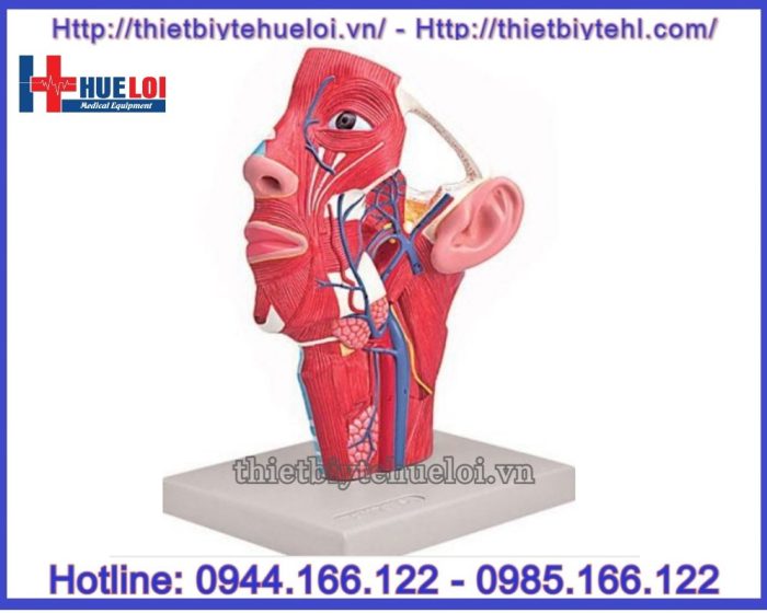 Mô hình giải phẫu động mạch, tĩnh mạch vùng đầu mặt cổ