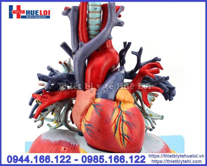 Mô hình tim phổi và mạch máu