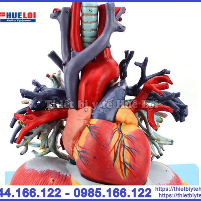 Mô hình tim phổi và mạch máu