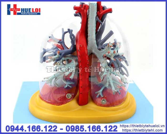 Mô hình giải phẫu tim, phổi và cây khí phế quản