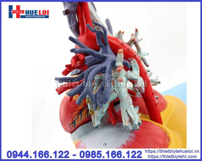 Mô hình tim phổi và mạch máu