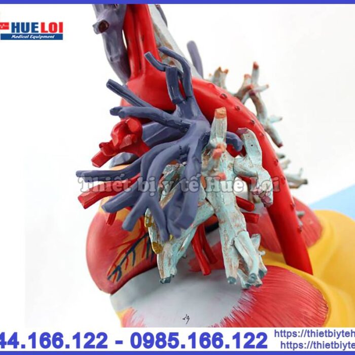 Mô hình tim phổi và mạch máu
