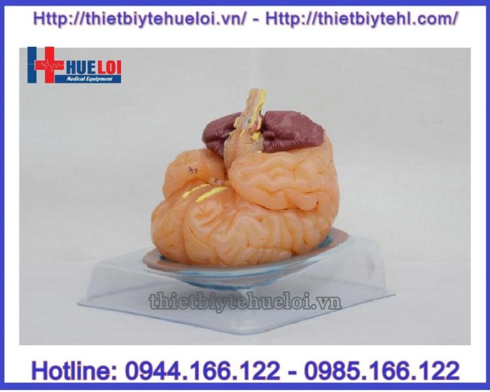 Mô hình giải phẫu chi tiết não người