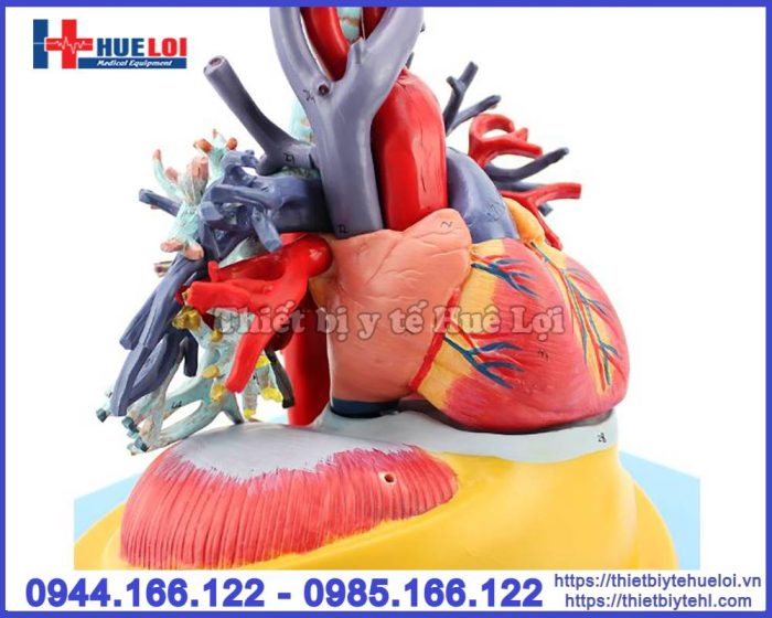 Mô hình tim phổi và mạch máu