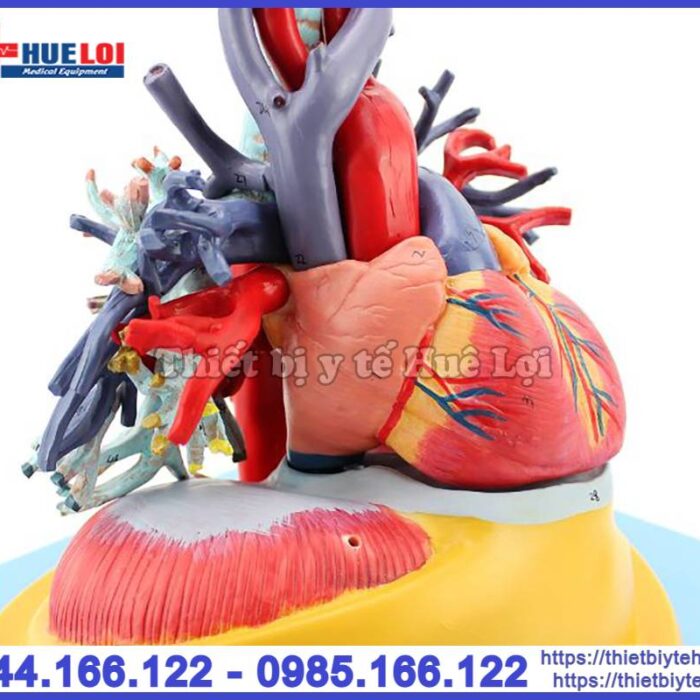 Mô hình tim phổi và mạch máu