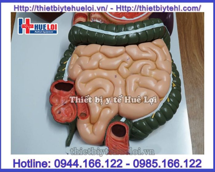 Mô hình giải phẫu hệ tiêu hóa cơ thể người