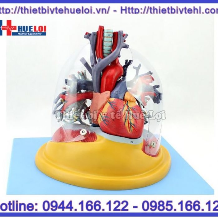 Mô hình tim phổi và mạch máu