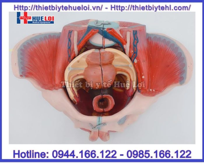 Mô hình khung chậu kèm tử cung