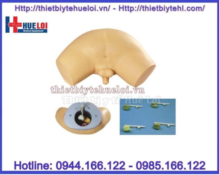 Mô hình chuẩn đoán bệnh lý tuyến tiền liệt