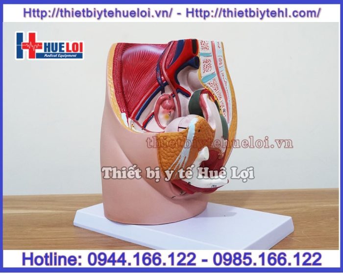 Mô hình giải phẫu khung chậu cơ quan sinh dục nữ
