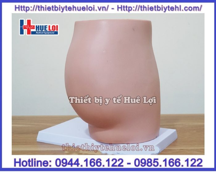Mô hình giải phẫu khung chậu cơ quan sinh dục nữ