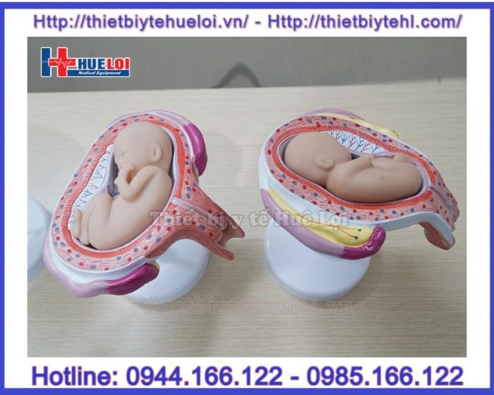 Mô hình các giai đoạn phát triển của thai nhi